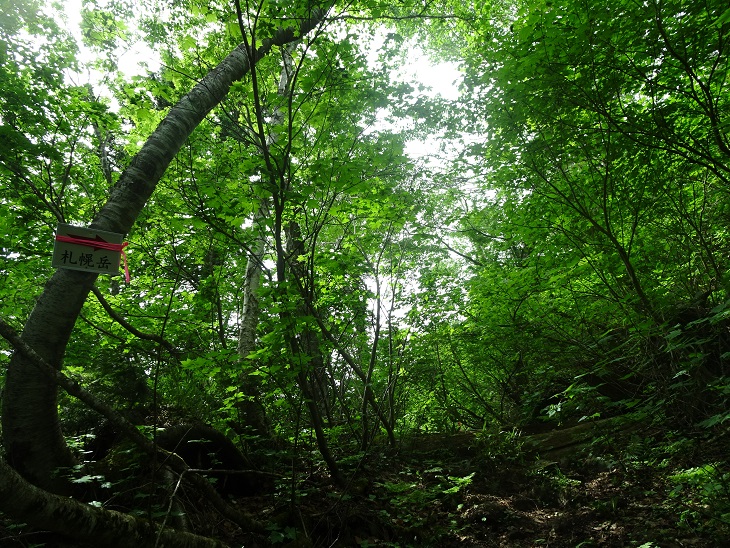 f:id:suteki-hokkaido:20200616224027j:plain f:id:suteki-hokkaido:20200616224027j:plain