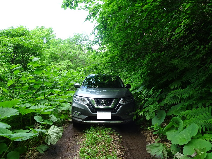 f:id:suteki-hokkaido:20200621162451j:plain