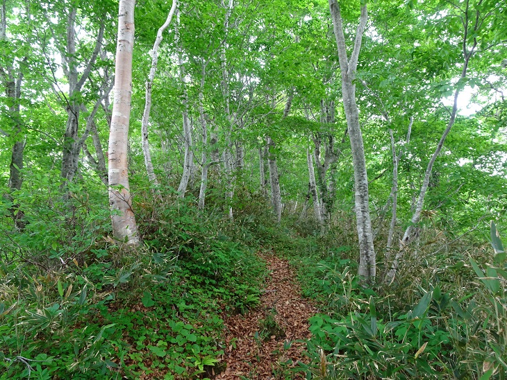 f:id:suteki-hokkaido:20200621162503j:plain