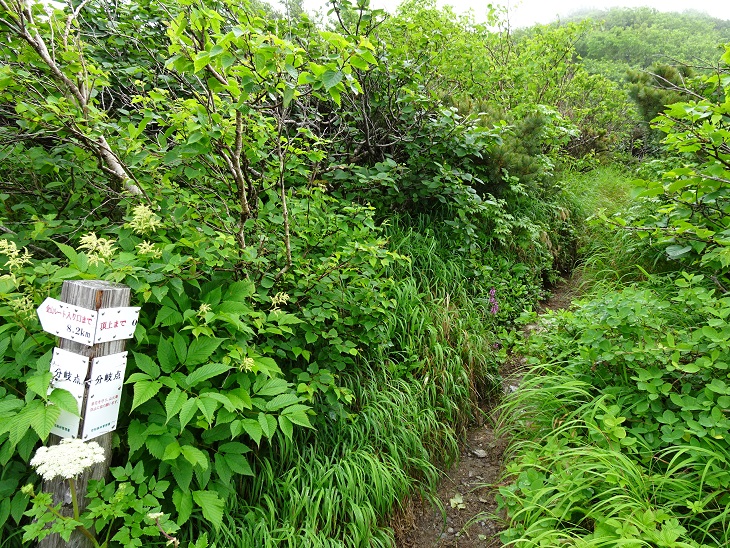 f:id:suteki-hokkaido:20200716204947j:plain
