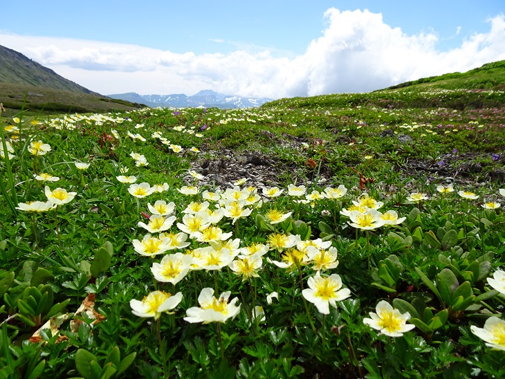 f:id:suteki-hokkaido:20200720211105j:plain
