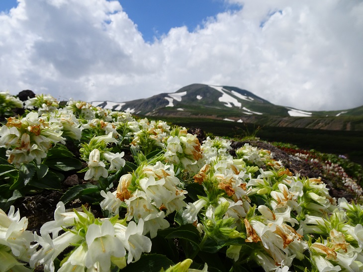 f:id:suteki-hokkaido:20200720211118j:plain