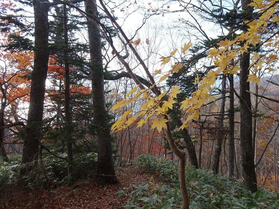f:id:suteki-hokkaido:20201103124732j:plain f:id:suteki-hokkaido:20201103124732j:plain