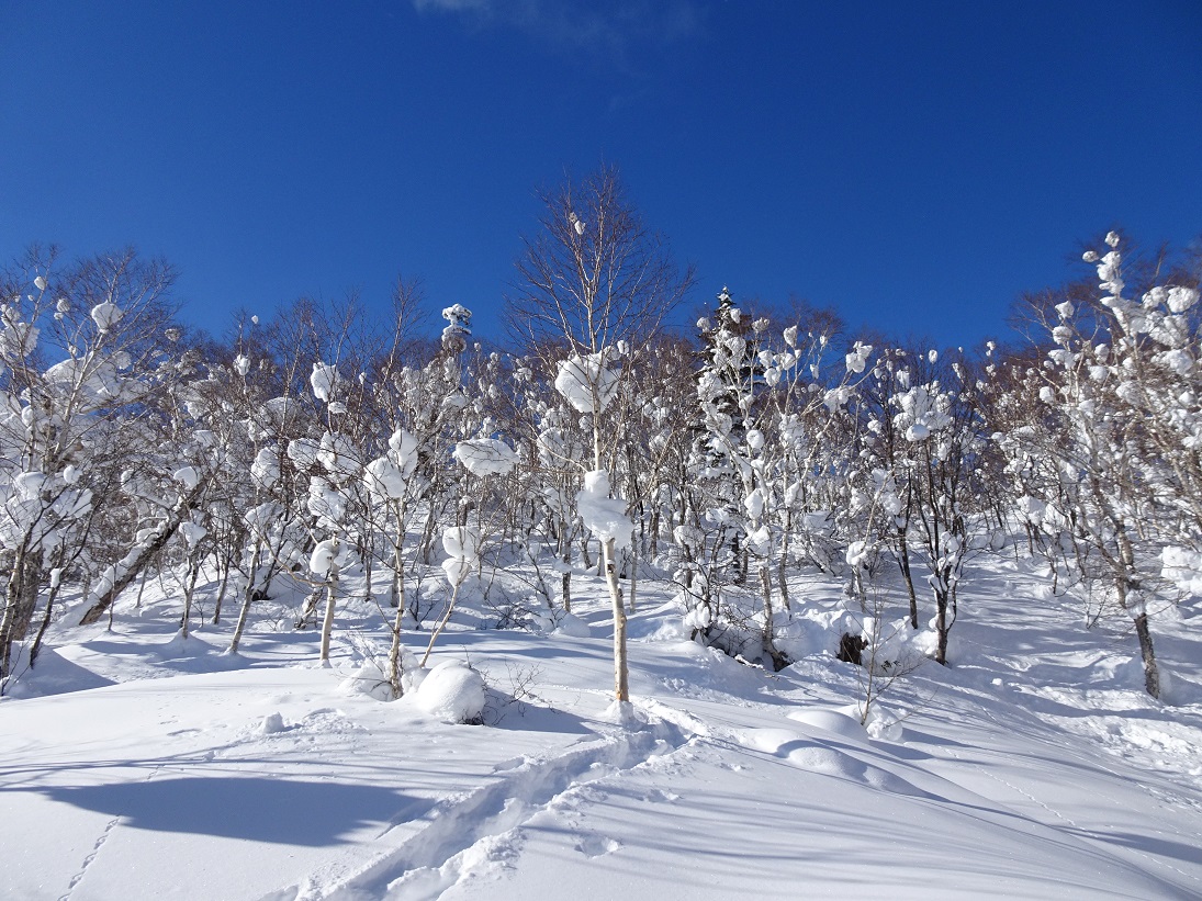 f:id:suteki-hokkaido:20210106181713j:plain