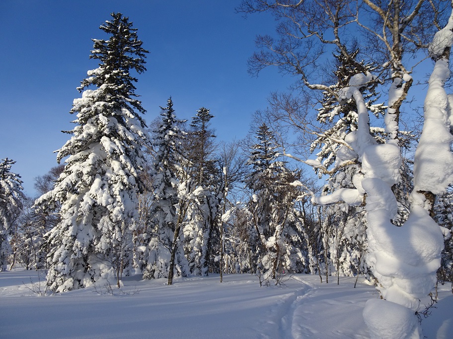 f:id:suteki-hokkaido:20210228115855j:plain