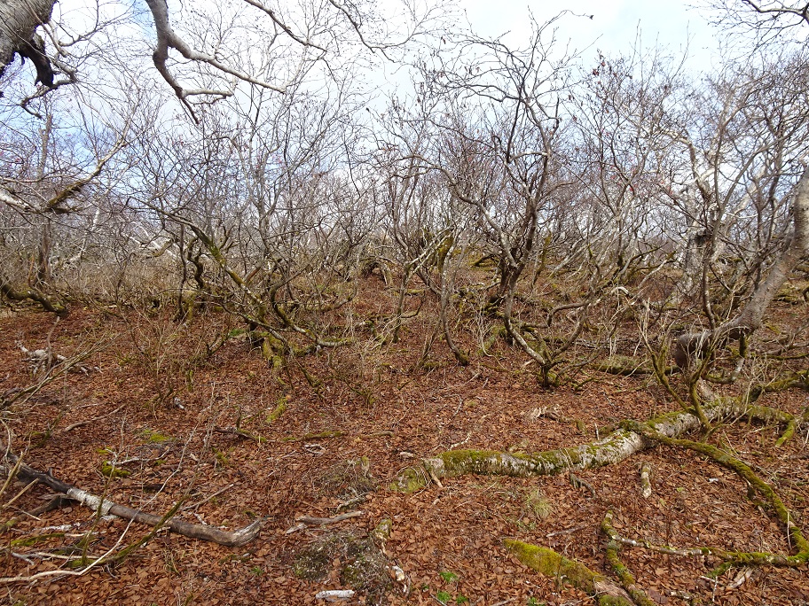 f:id:suteki-hokkaido:20211027190348j:plain