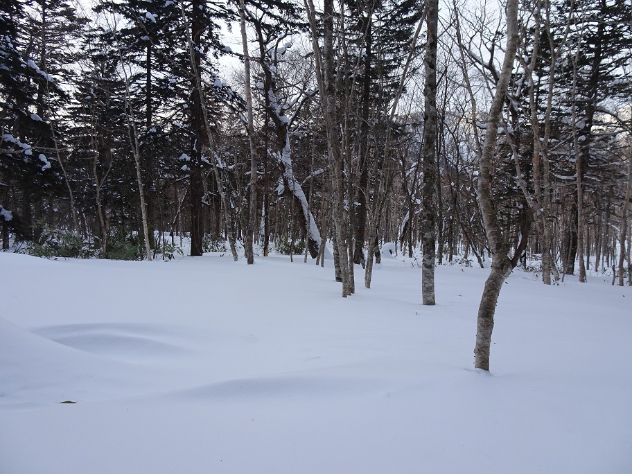 f:id:suteki-hokkaido:20220116142831j:plain