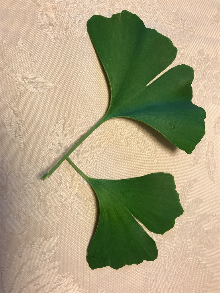 エミータスケッチ52／イチョウ／そぶえイチョウまつり - sutekidaneの日記