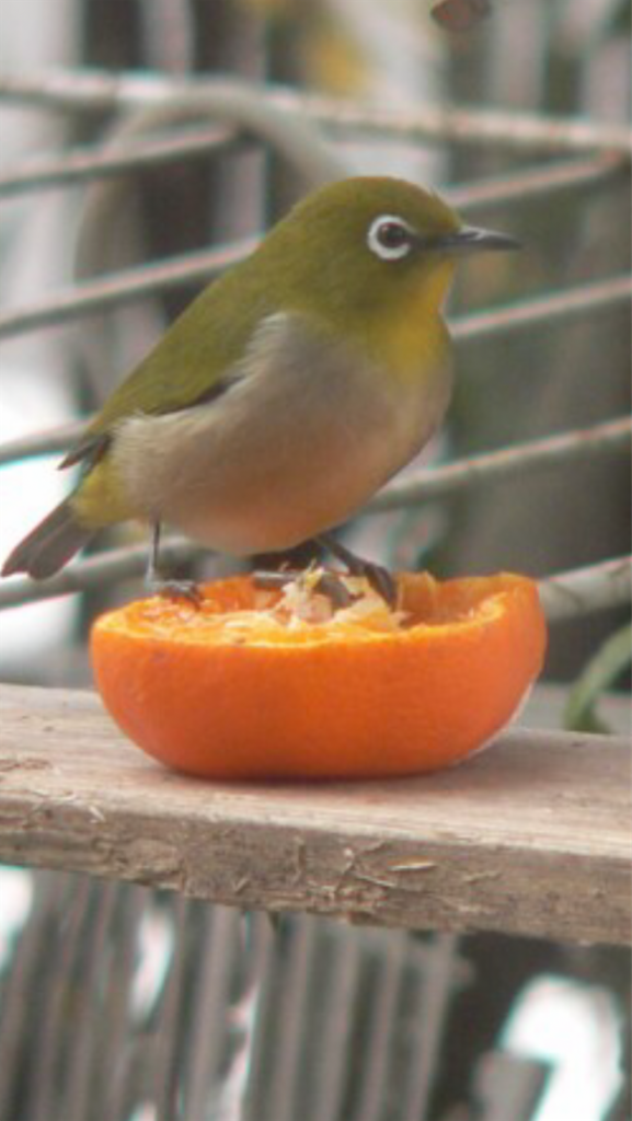 f:id:sutekidane:20201208065708p:image