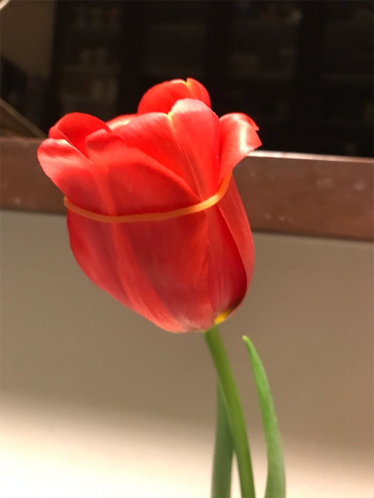 f:id:sutekidane:20210121100216j:image