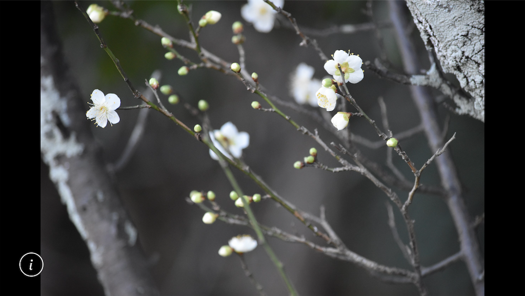 f:id:sutekidane:20210122085857p:image
