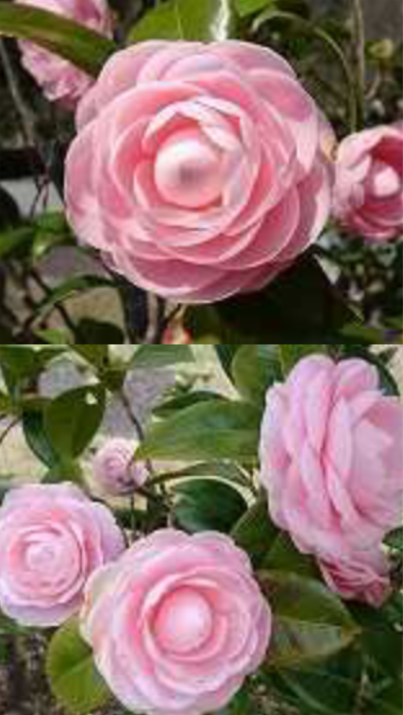 f:id:sutekidane:20210305045744p:image f:id:sutekidane:20210305045744p:image