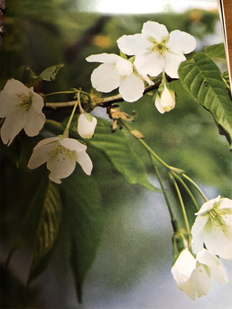 f:id:sutekidane:20210313071009j:image f:id:sutekidane:20210313071009j:image