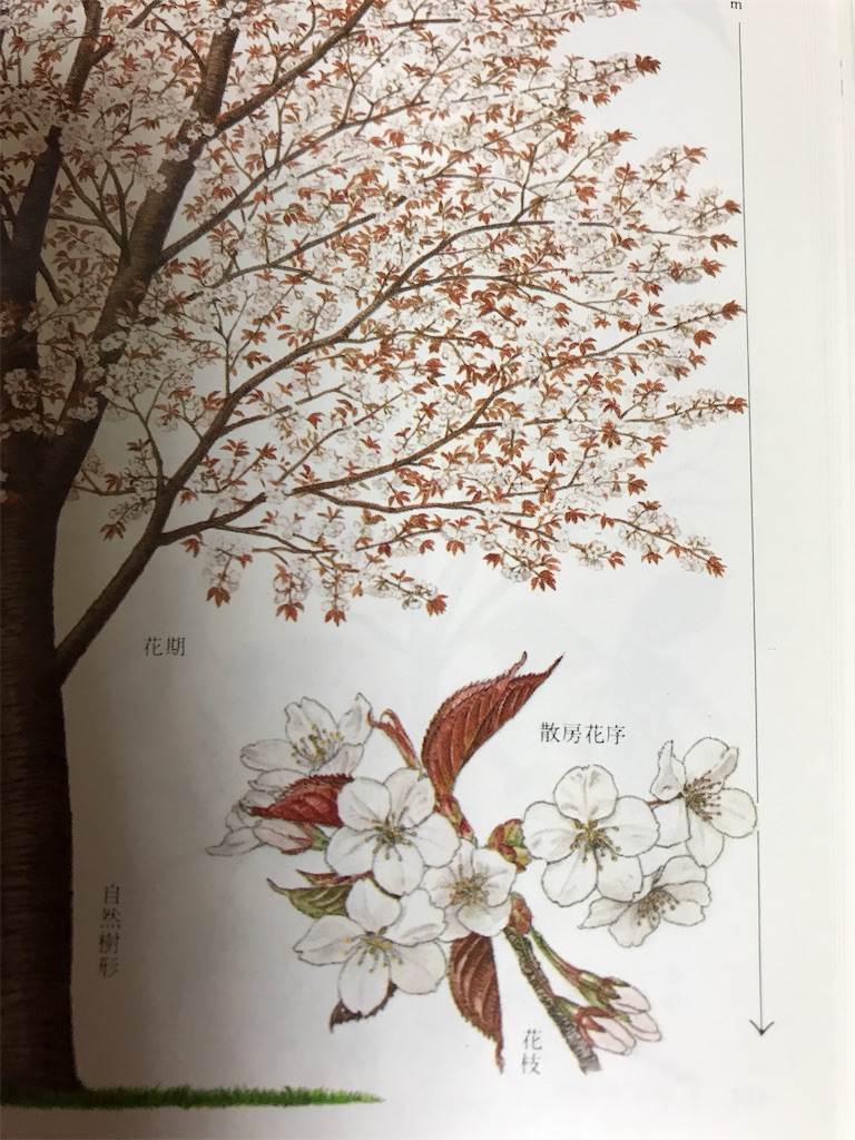 f:id:sutekidane:20210313072039j:image f:id:sutekidane:20210313072039j:image