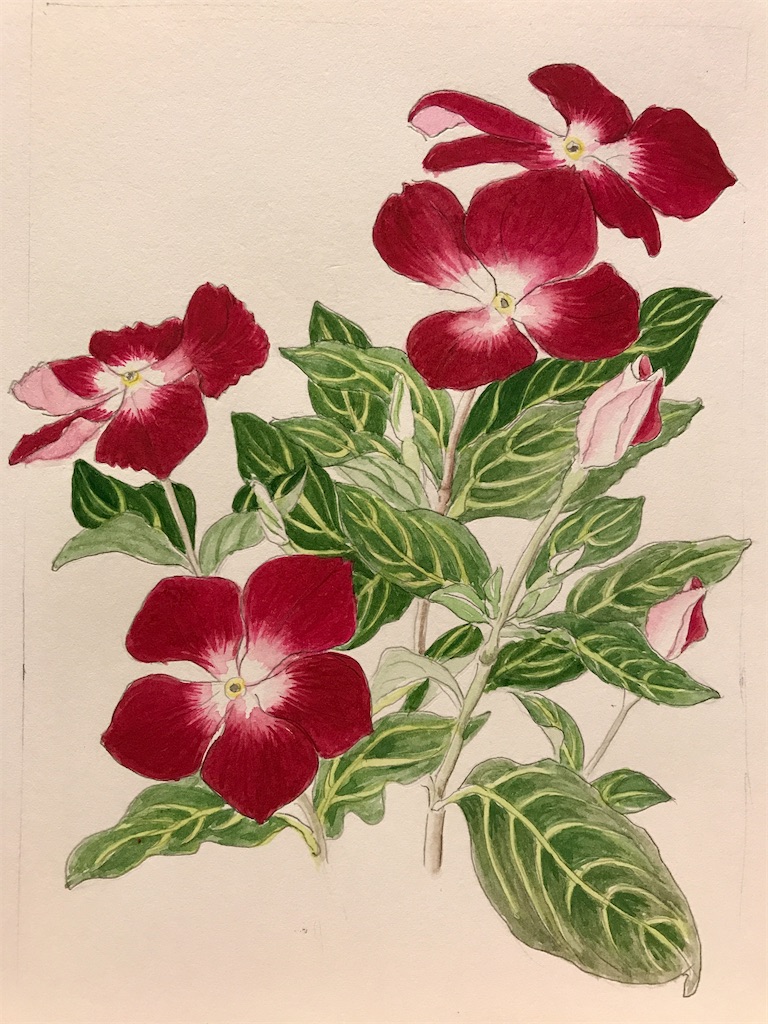 エミータs 360 ニチニチソウ ファン付き作業服 Sutekidaneの日記