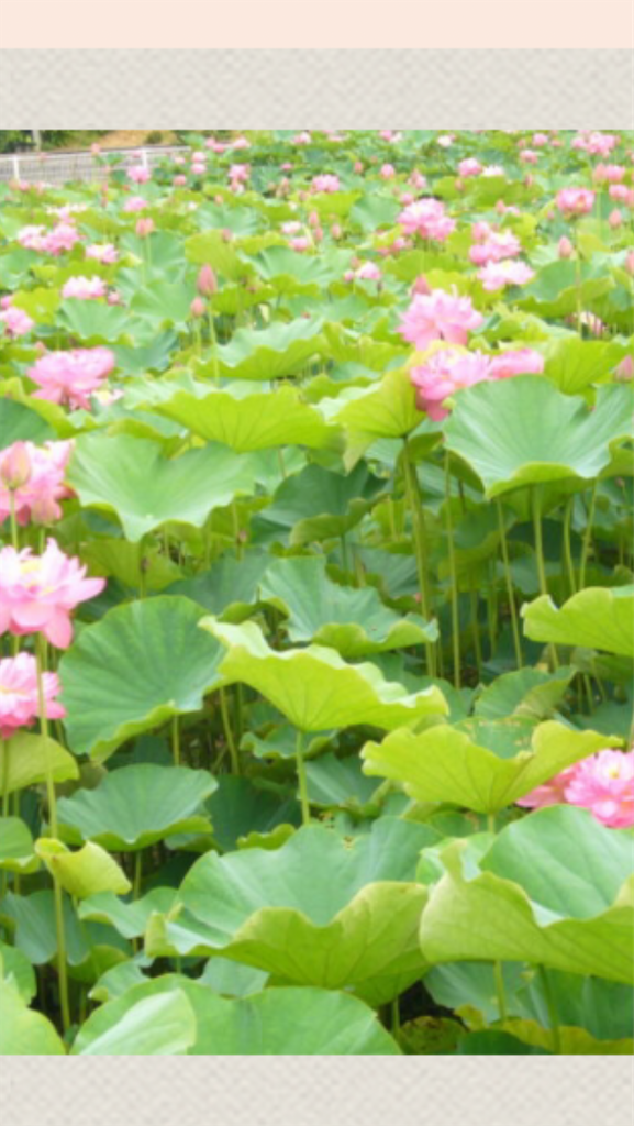 f:id:sutekidane:20210816181314p:image f:id:sutekidane:20210816181314p:image