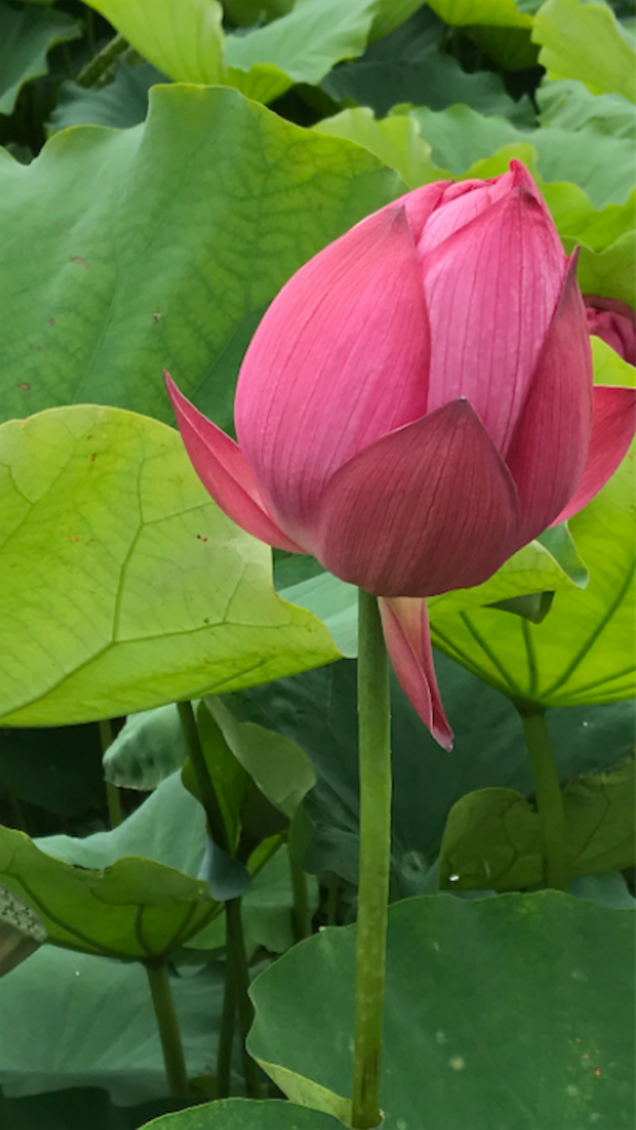 f:id:sutekidane:20210817103005p:image f:id:sutekidane:20210817103005p:image