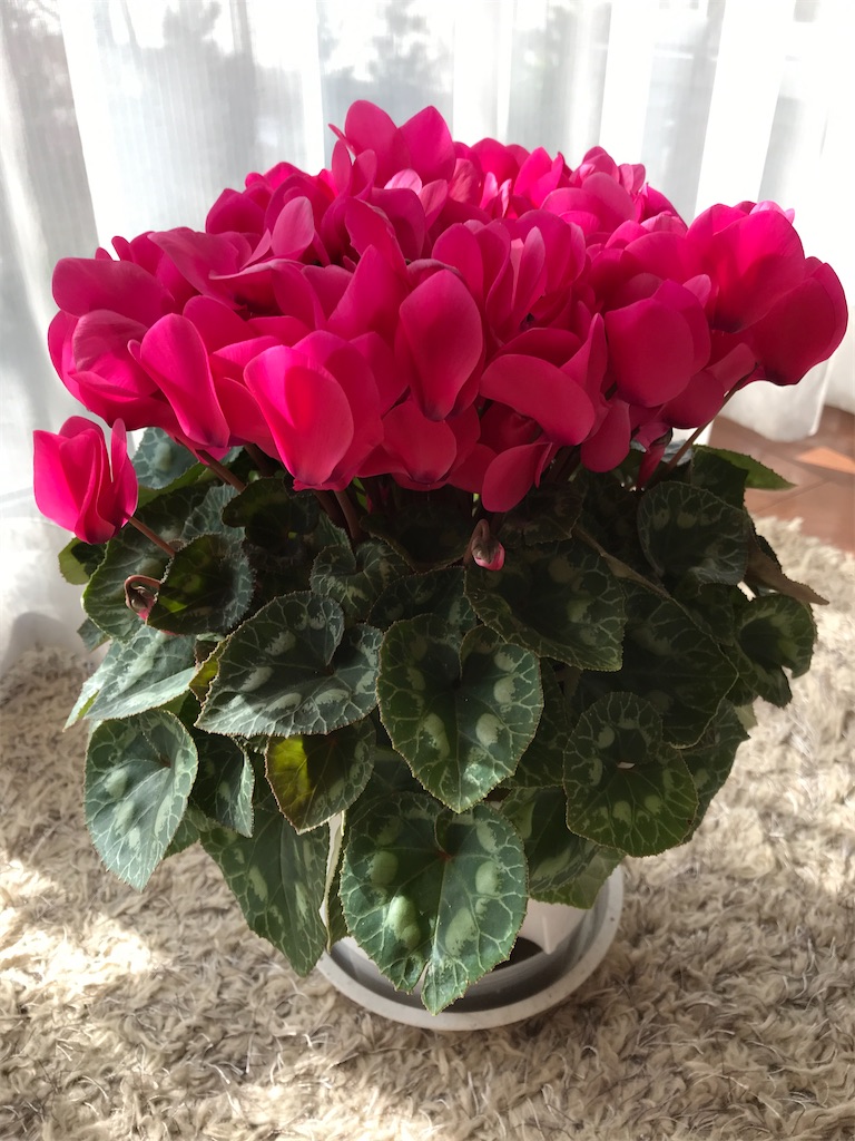 f:id:sutekidane:20211213065725j:image f:id:sutekidane:20211213065725j:image