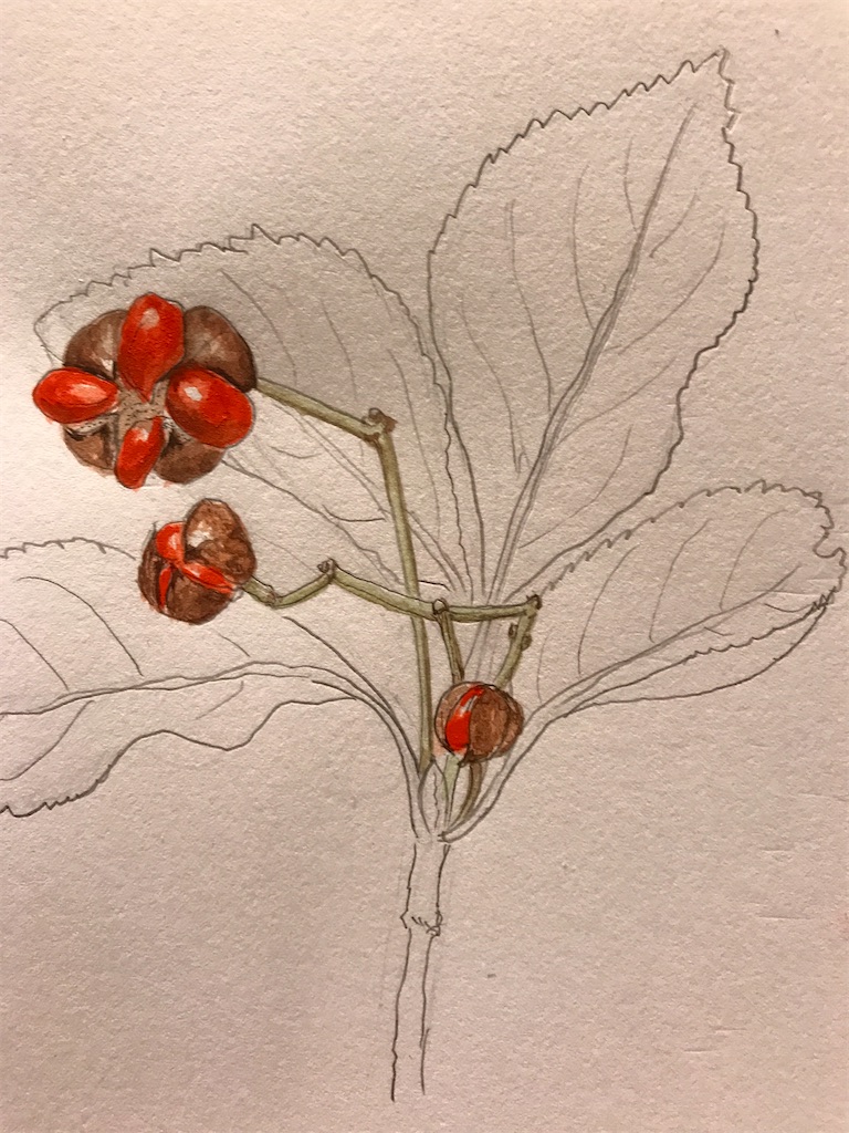 f:id:sutekidane:20220113075125j:image