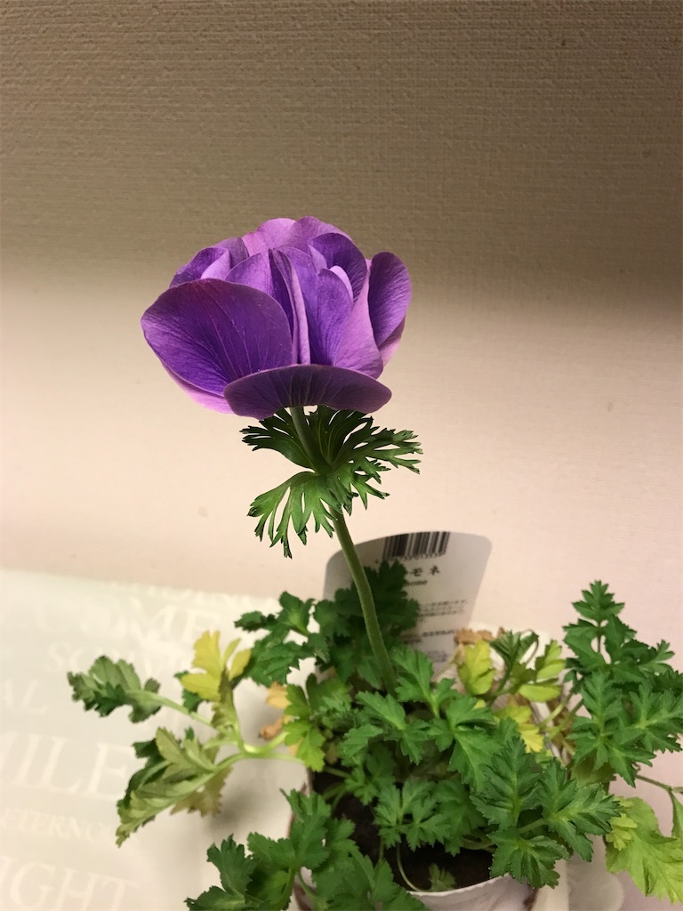 f:id:sutekidane:20220221094442j:image