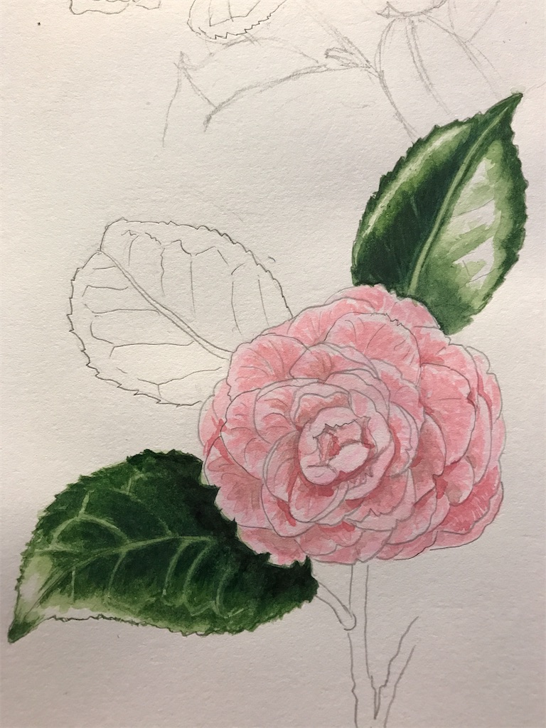美しい古美術◾️蔵から美しい白椿の花が描かれた夏茶碗の様な楽印の陶器 椿（白）」水彩画（絵寸270×240・額寸354×384mm）志村好子