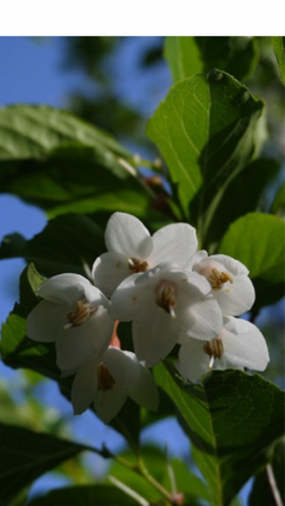 f:id:sutekidane:20220927121158p:image f:id:sutekidane:20220927121158p:image
