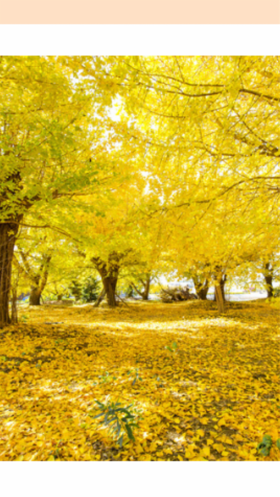 f:id:sutekidane:20230116090511p:image f:id:sutekidane:20230116090511p:image