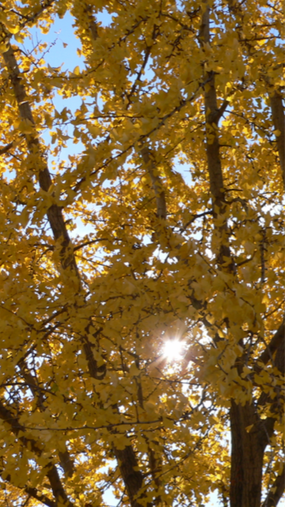 f:id:sutekidane:20230116090830p:image f:id:sutekidane:20230116090830p:image