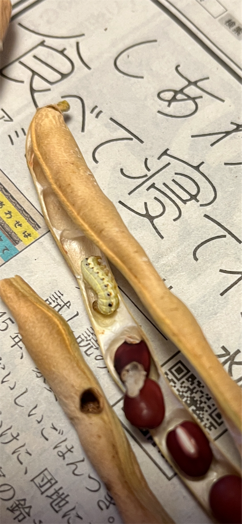 f:id:sutekidane:20231005211837p:image f:id:sutekidane:20231005211837p:image