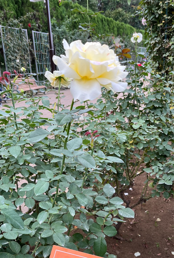 f:id:sutekidane:20231106051905j:image f:id:sutekidane:20231106051905j:image