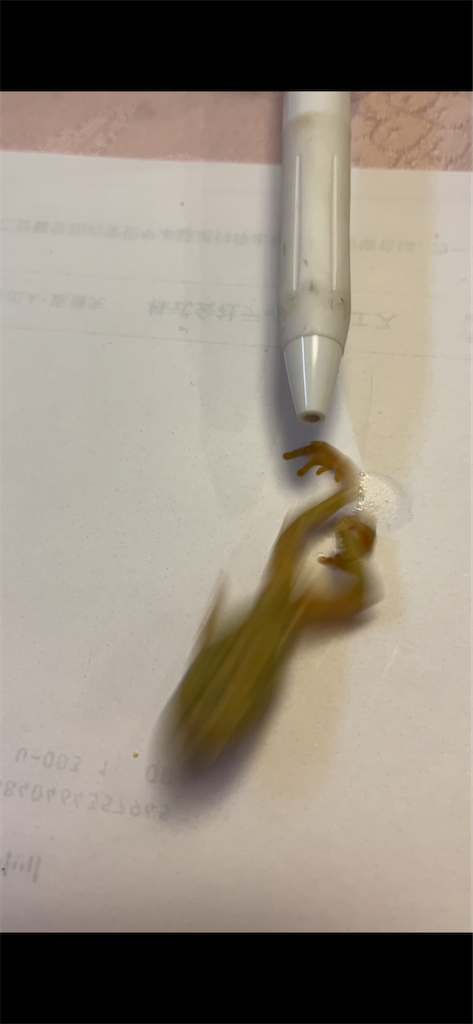 f:id:sutekidane:20231208061520p:image f:id:sutekidane:20231208061520p:image