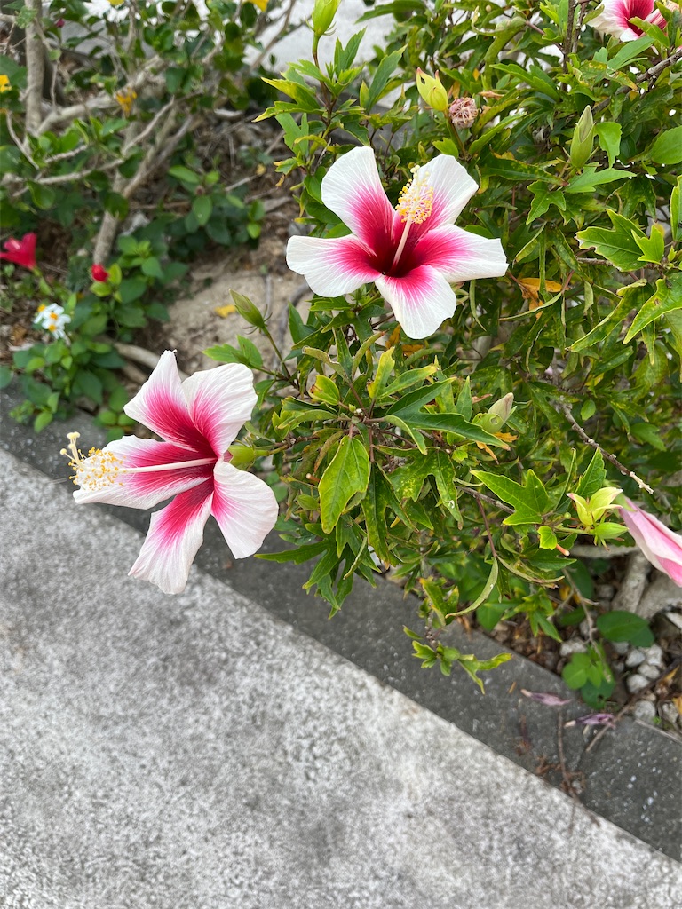 f:id:sutekidane:20240211145834j:image f:id:sutekidane:20240211145834j:image