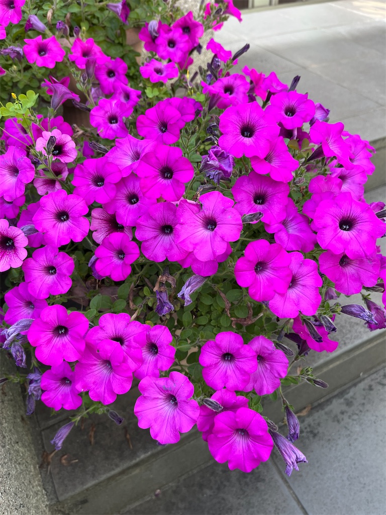 f:id:sutekidane:20250506055849j:image f:id:sutekidane:20250506055849j:image