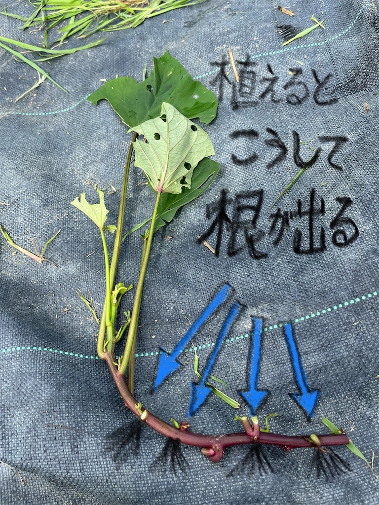 f:id:sutekidane:20250627052426j:image f:id:sutekidane:20250627052426j:image
