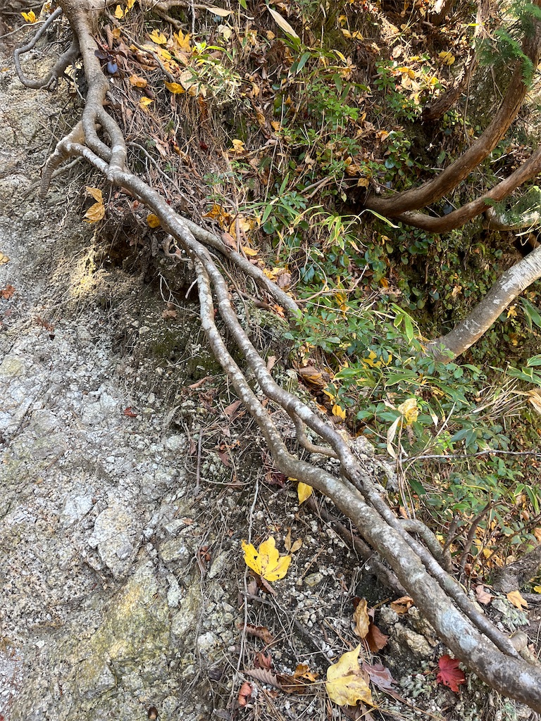 f:id:sutekidane:20251117104109j:image f:id:sutekidane:20251117104109j:image