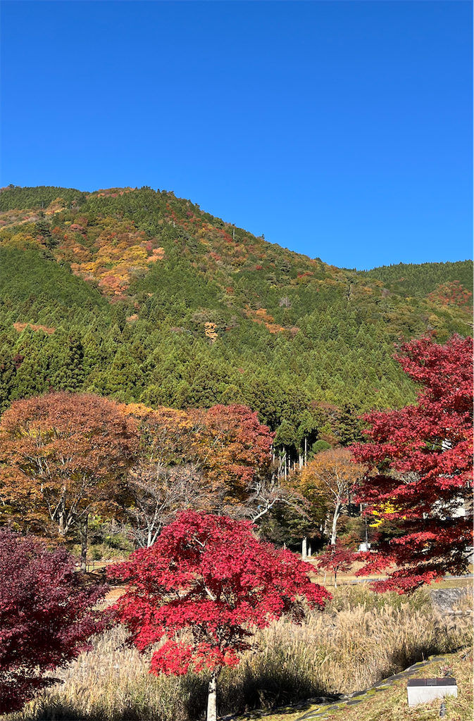 f:id:sutekidane:20251117111021p:image f:id:sutekidane:20251117111021p:image