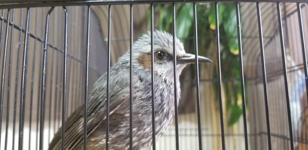 f:id:sututenten:20190206150145j:plain f:id:sututenten:20190206150145j:plain
