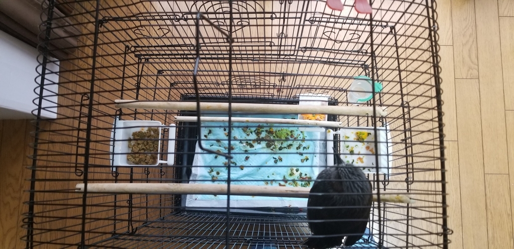 f:id:sututenten:20190206150328j:plain f:id:sututenten:20190206150328j:plain