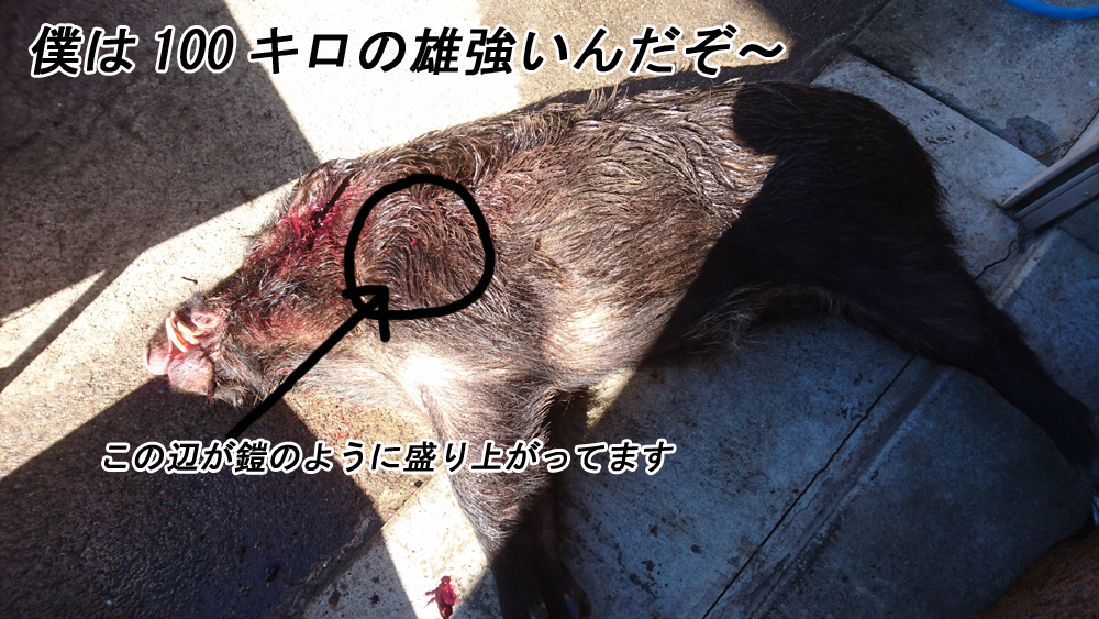 ヨロイはウマカッタ 新米わな猟師編 すってんてん ヨロイはウマカッタ 新米わな猟師編 すってんてん