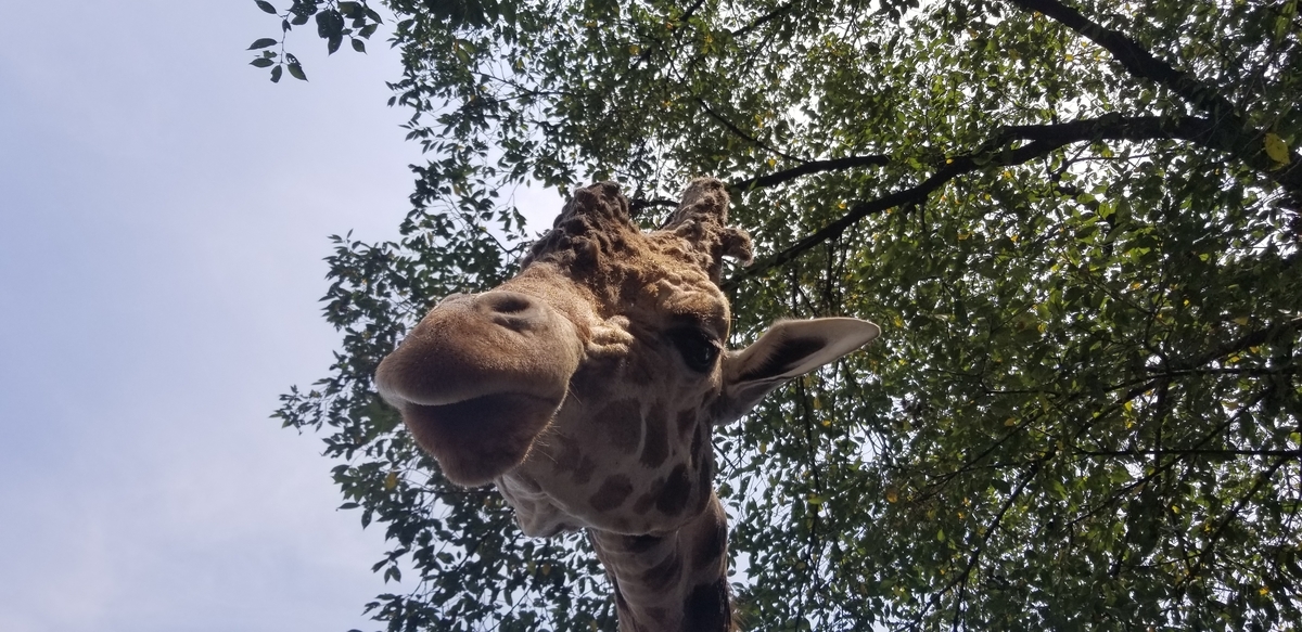 f:id:sututenten:20200829122218j:plain