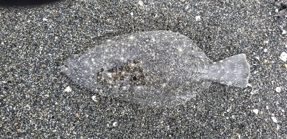 f:id:sututenten:20201006164032j:plain