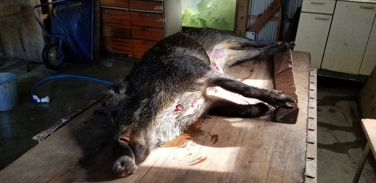 f:id:sututenten:20201110161055j:plain