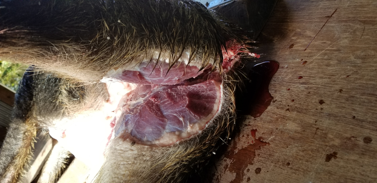 f:id:sututenten:20201110161322j:plain