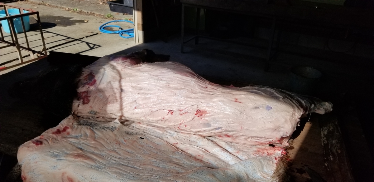 f:id:sututenten:20201110161658j:plain