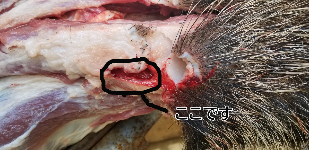 f:id:sututenten:20201110162628j:plain