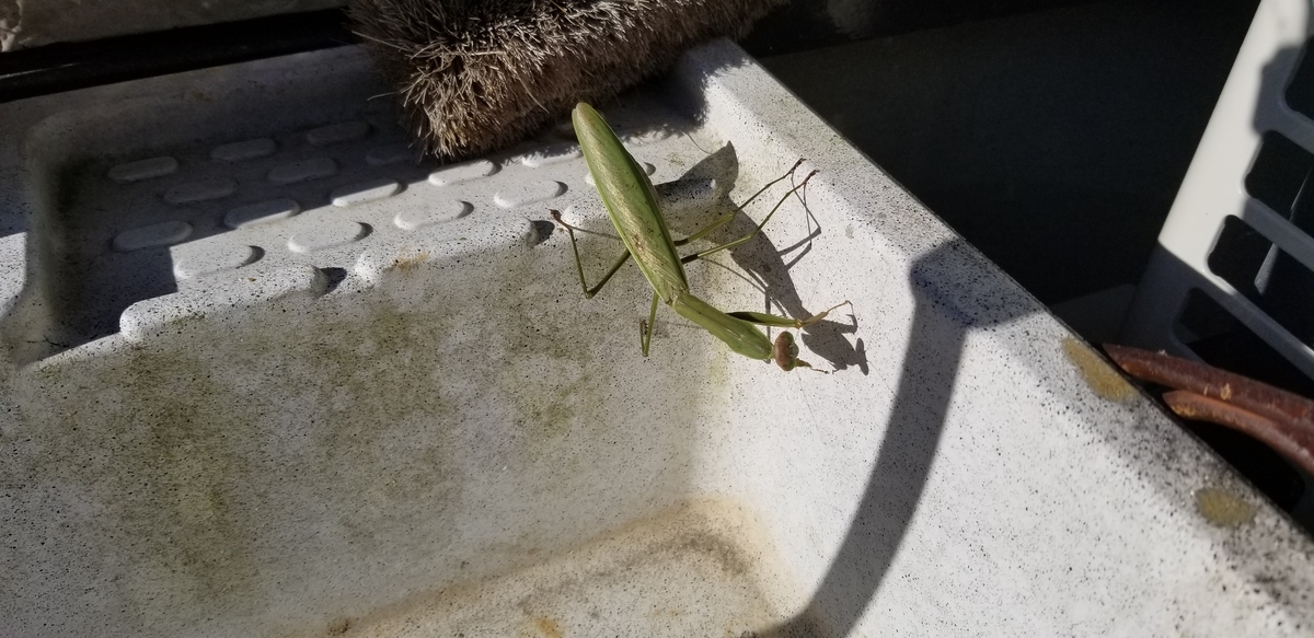 f:id:sututenten:20201110164109j:plain