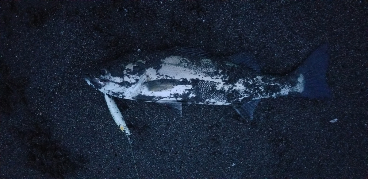 f:id:sututenten:20210416092654j:plain