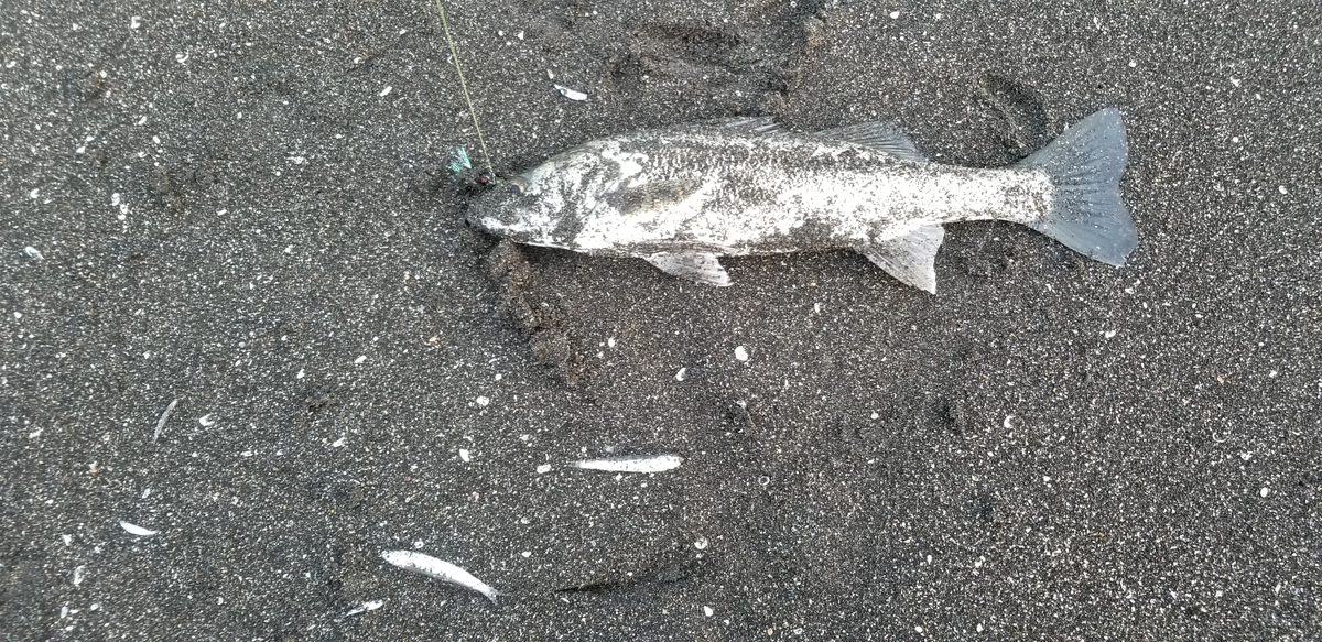 f:id:sututenten:20210416093823j:plain