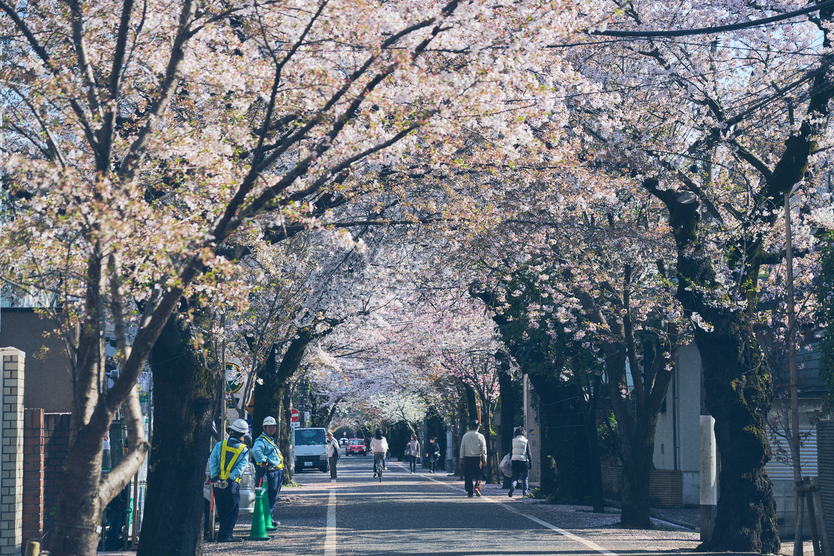 天然木テーブル 桜ともみじの抱き合わせ
