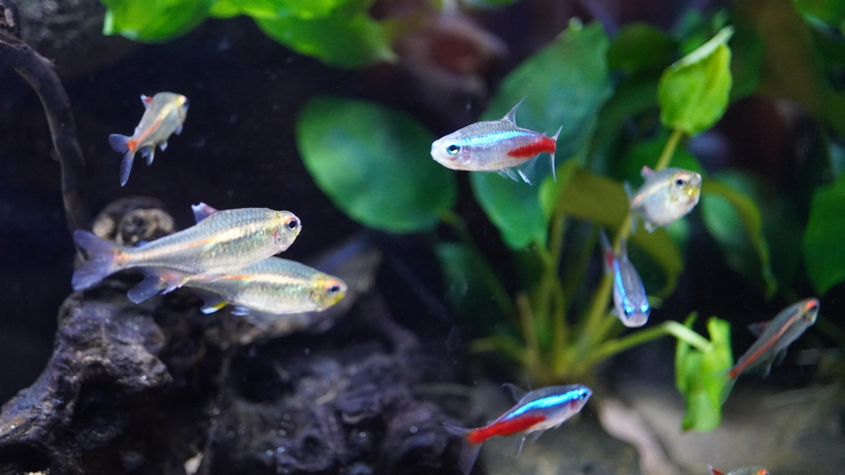 f:id:suusansp:20191207201051j:plain f:id:suusansp:20191207201051j:plain